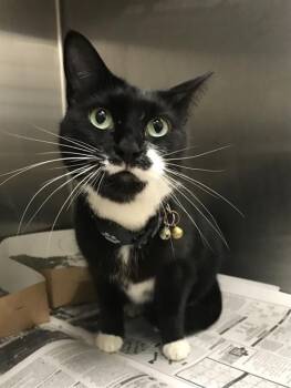 Rescue Domestic Short Hair Cats for Adoption in Fort Lauderdale, Florida - JELLIE | PetCurious