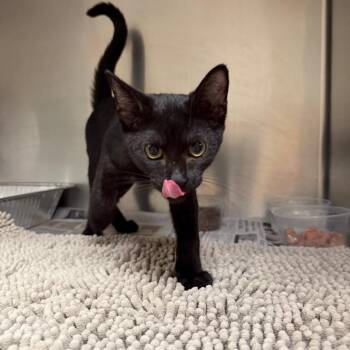 Rowan -  Domestic Short Hair Cat for Adoption in Milton, Florida - Rowan | PetCurious