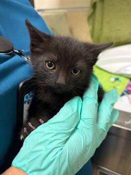 LUKE -  Domestic Short Hair Cat for Adoption in Riverside, California - LUKE | PetCurious