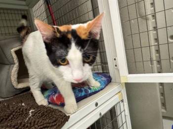 Rescue Domestic Short Hair Cats for Adoption in Peoria, Illinois - VALI | PetCurious