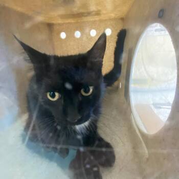 Domestic Short Hair Cats Available for Adoption in Memphis, Tennessee - PIMA | PetCurious