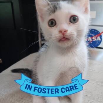 LEONARDO -  Domestic Short Hair Cat for Adoption in Tallahassee, Florida - LEONARDO | PetCurious