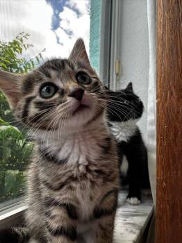 Domestic Short Hair Cats Available for Adoption in Sebastian, Florida - Daisy | PetCurious