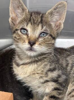 Brock -  Domestic Short Hair Cat for Adoption in Hartsville, South Carolina - Brock | PetCurious