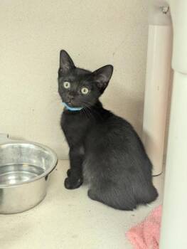 Zuko- I AM AT PetSmart Framingham -  Domestic Short Hair Cat for Adoption in East Brookfield, Massachusetts - Zuko- I AM AT PetSmart Framingham | PetCurious