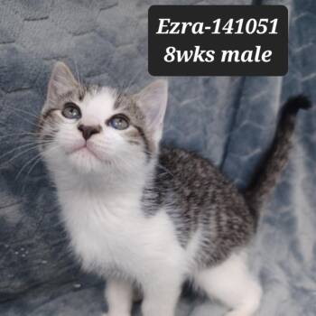 Domestic Short Hair Cats Available for Adoption in New Tazewell, Tennessee - Ezra | PetCurious