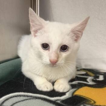 Edgar -  Domestic Short Hair Cat for Adoption in Pittsburgh, Pennsylvania - Edgar | PetCurious