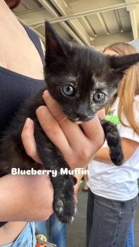 Tortoiseshell Cats Available for Adoption in Penryn, California - Blueberry Muffin | PetCurious