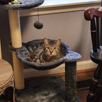 Domestic Short Hair Cats Available for Adoption - Jamie | PetCurious