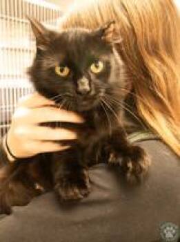 Cora -  Domestic Medium Hair Cat for Adoption in Potsdam, New York - Cora | PetCurious