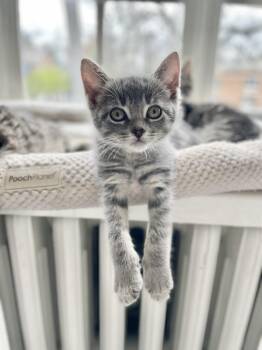 Domestic Short Hair Cats Available for Adoption in Plymouth, Michigan - Honeydew | PetCurious