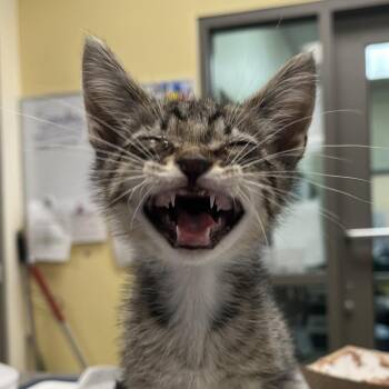 Octavia -  Domestic Medium Hair Cat for Adoption in Lynchburg, Virginia - Octavia | PetCurious