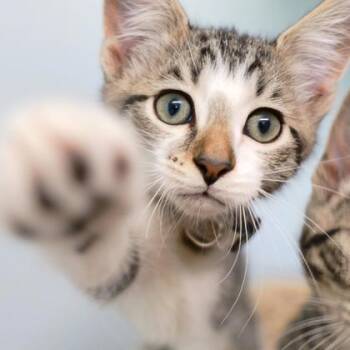 Rescue Domestic Short Hair Cats for Adoption in Dahlonega, Georgia - Squidward | PetCurious