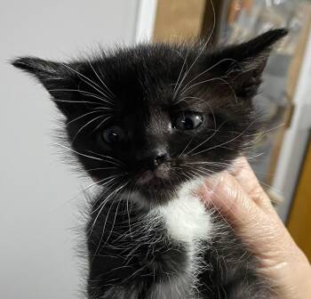 Rescue Domestic Short Hair Cats for Adoption in Port Washington, Wisconsin - Rogue | PetCurious