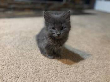 Domestic Long Hair Cats Available for Adoption in Colorado Springs, Colorado - STERLING | PetCurious