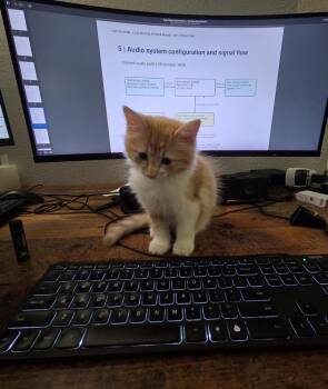 All Shook Up -  Domestic Long Hair and Tabby Cat for Adoption in Dallas, Texas - All Shook Up | PetCurious
