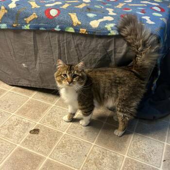 Domestic Long Hair Cats Available for Adoption in Salem, West Virginia - Def Leppard | PetCurious