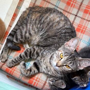 Cate Blanchett -  Domestic Short Hair Cat for Adoption in Morristown, Vermont - Cate Blanchett | PetCurious