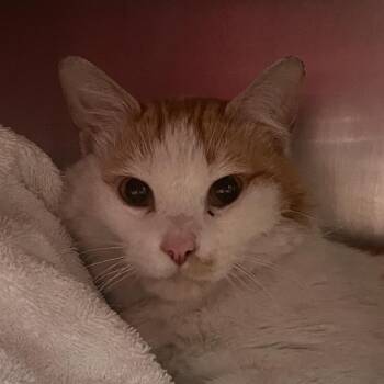 Domestic Short Hair Cats Available for Adoption in Murray, Utah - Benito | PetCurious