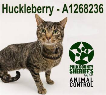 Domestic Short Hair Cats Available for Adoption in Winter Haven, Florida - HUCKLEBERRY | PetCurious