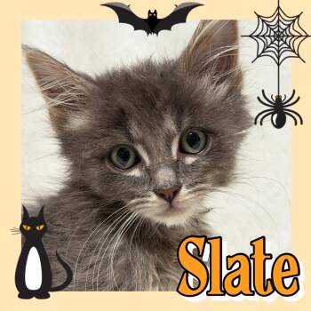 Slate -  Domestic Long Hair Cat for Adoption in Pasco, Washington - Slate | PetCurious