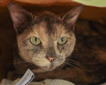 GRACIE -  Domestic Short Hair Cat for Adoption in Loveland, Colorado - GRACIE | PetCurious