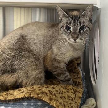Mc Bride -  Domestic Short Hair and Siamese Cat for Adoption in Madisonville, Tennessee - Mc Bride | PetCurious