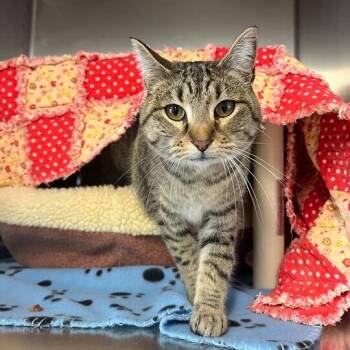 Domestic Short Hair Cats Available for Adoption in Driggs, Idaho - Lumi | PetCurious