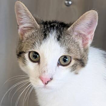 Domestic Short Hair Cats Available for Adoption in Jefferson, Wisconsin - Gizmo | PetCurious