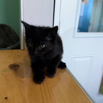 Bok Choy -  Domestic Short Hair Cat for Adoption in Marion, Virginia - Bok Choy | PetCurious