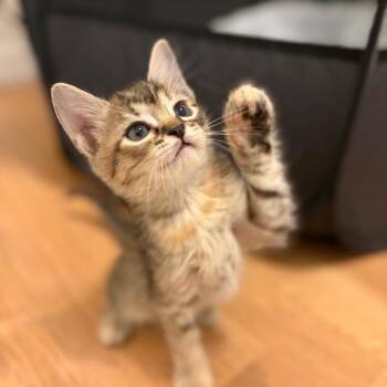 Ruth Bader Ginspurr -  Domestic Short Hair Cat Available for Adoption in Sarasota, Florida - Ruth Bader Ginspurr | PetCurious