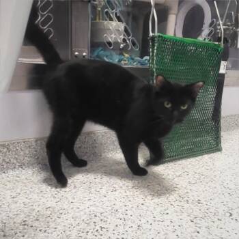 Cosmo -  Domestic Medium Hair Cat for Adoption in Fort Wayne, Indiana - Cosmo | PetCurious