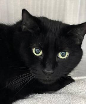 Domestic Short Hair Cats Available for Adoption - Antonio | PetCurious