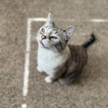 Kitty -  Domestic Short Hair Cat for Adoption in Las Vegas, Nevada - Kitty | PetCurious