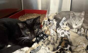 Rescue Domestic Short Hair Cats for Adoption in Bridgewater, New Jersey - Raven | PetCurious