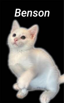 Benson -  Domestic Short Hair Cat for Adoption in Auburn, California - Benson | PetCurious