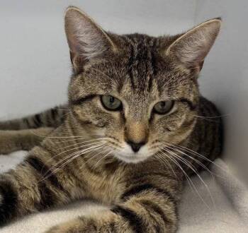 Atticus -  Domestic Short Hair and Tabby Cat for Adoption in Greenfield, Indiana - Atticus | PetCurious