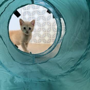 Domestic Short Hair Cats Available for Adoption in Spokane, Washington - Uno | PetCurious