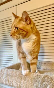 Rescue Tabby Cats for Adoption in Columbia, South Carolina - Hugo | PetCurious