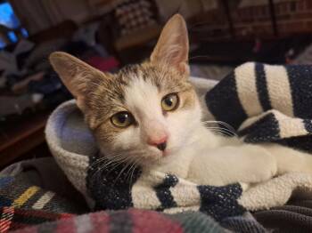 Domestic Short Hair Cats Available for Adoption - Dazzle, Willow Grove Area (FCID 01/16/2026-145) | PetCurious