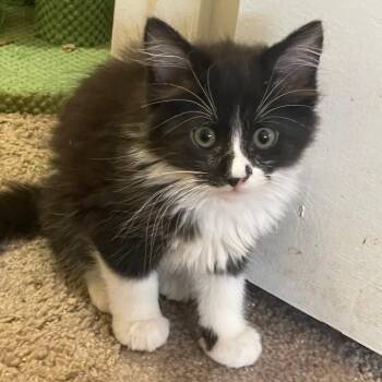 Super Puff -  Domestic Medium Hair Cat Available for Adoption in Houston, Texas - Super Puff | PetCurious