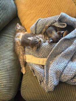 Domestic Long Hair Cats Available for Adoption in Plymouth, Michigan - Midnight | PetCurious