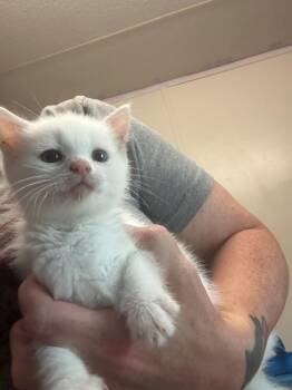 Marshmallow -  Domestic Short Hair Cat for Adoption in Pine Grove, Pennsylvania - Marshmallow | PetCurious