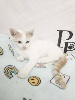 Domestic Short Hair Cats Available for Adoption in Social Circle, Georgia - Pipo | PetCurious