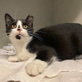 Odysseus -  Domestic Short Hair Cat for Adoption in Dayton, Ohio - Odysseus | PetCurious