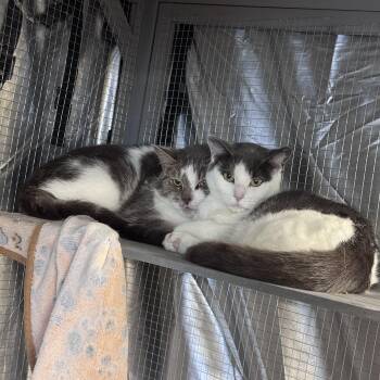 Carl & Wendy Lou -  Domestic Short Hair Cat for Adoption in Midland, Michigan - Carl & Wendy Lou | PetCurious