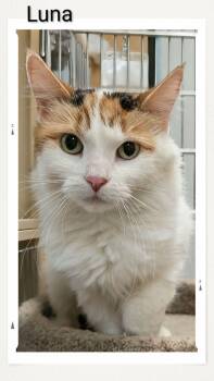 Domestic Medium Hair Cats Available for Adoption in Caistor Centre, Ontario - Luna | PetCurious