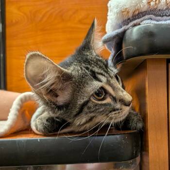 Stan -  Domestic Short Hair Cat for Adoption in Chico, California - Stan | PetCurious