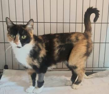 Jelly Bean -  Calico Cat for Adoption in Canonsburg, Pennsylvania - Jelly Bean | PetCurious