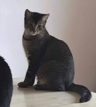 Gash -  Tabby and Domestic Short Hair Cat for Adoption in Gladstone, Oregon - Gash | PetCurious